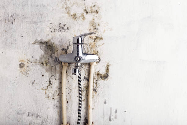 Best Professional Mold Removal  in Seven Oaks, SC