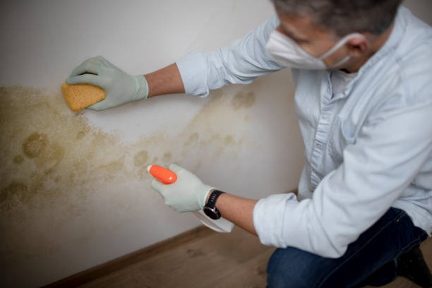 Best Toxic Mold Removal  in Seven Oaks, SC