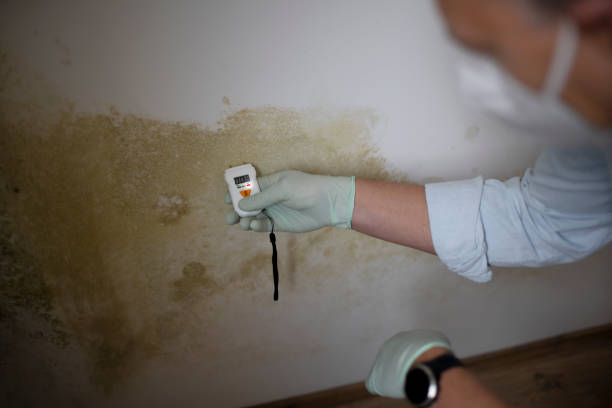 Certified Mold Removal in Seven Oaks, SC