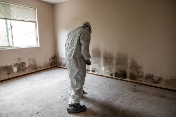 Best Attic Mold Removal  in Seven Oaks, SC