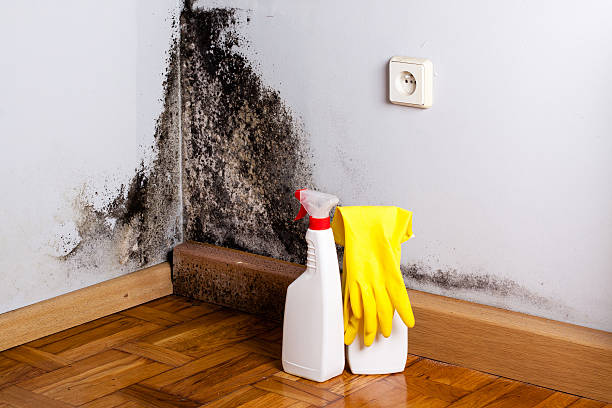 Best Commercial Mold Removal  in Seven Oaks, SC